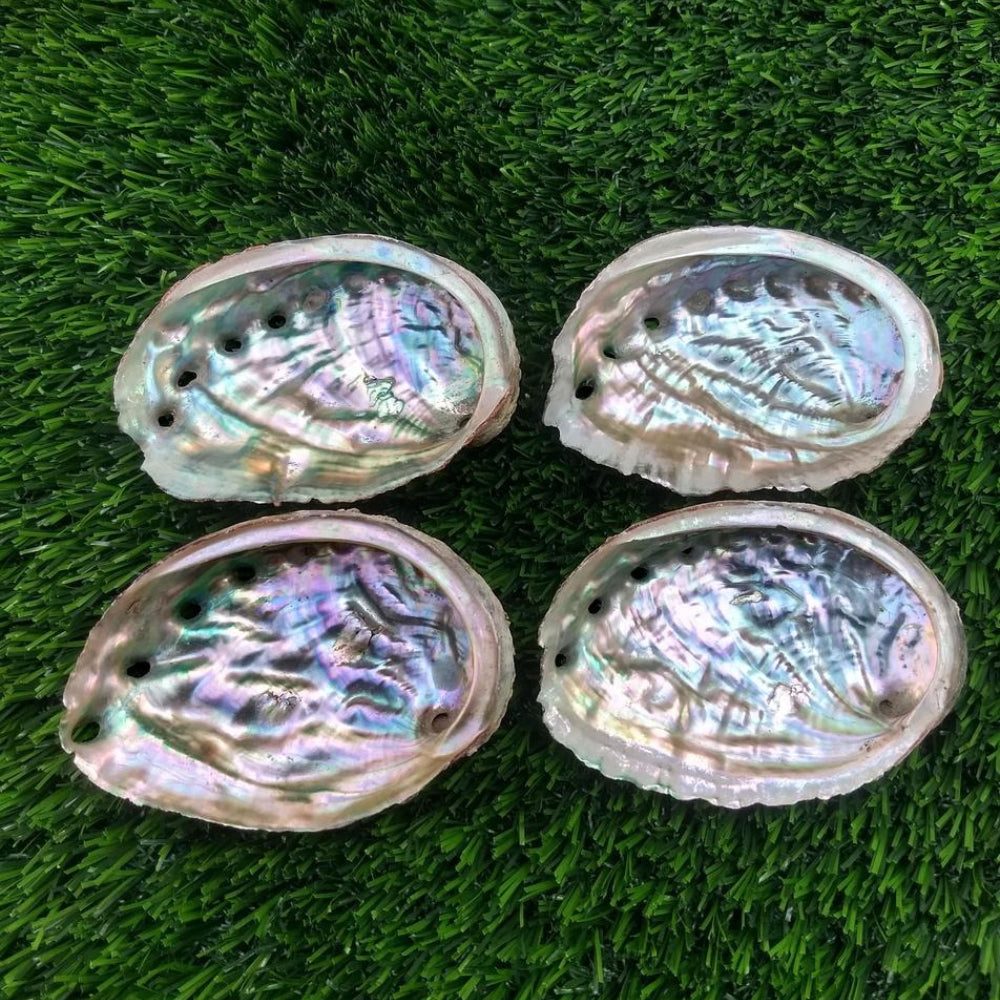 1.97-3.54in Abalone Shell|CrystalHola