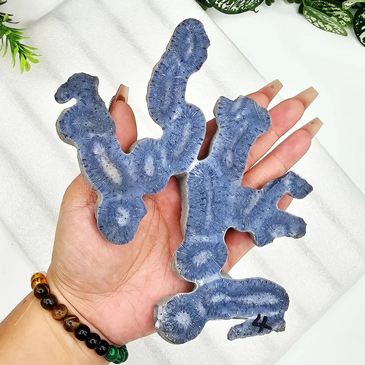Blue Coral Slice