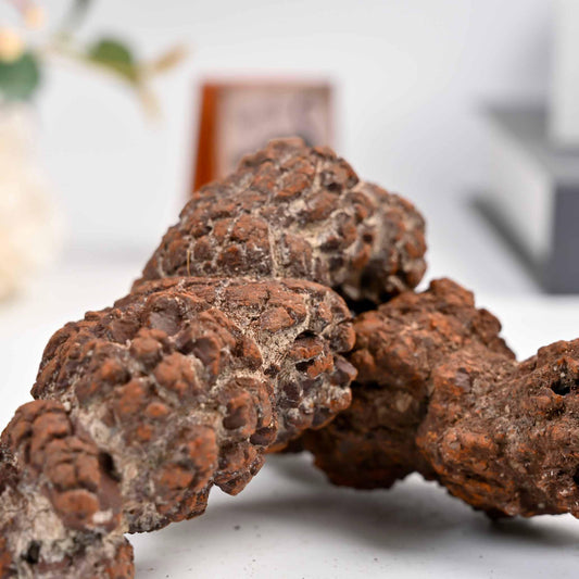 Dinosaur Poop Fossil Raw - CrystalHola