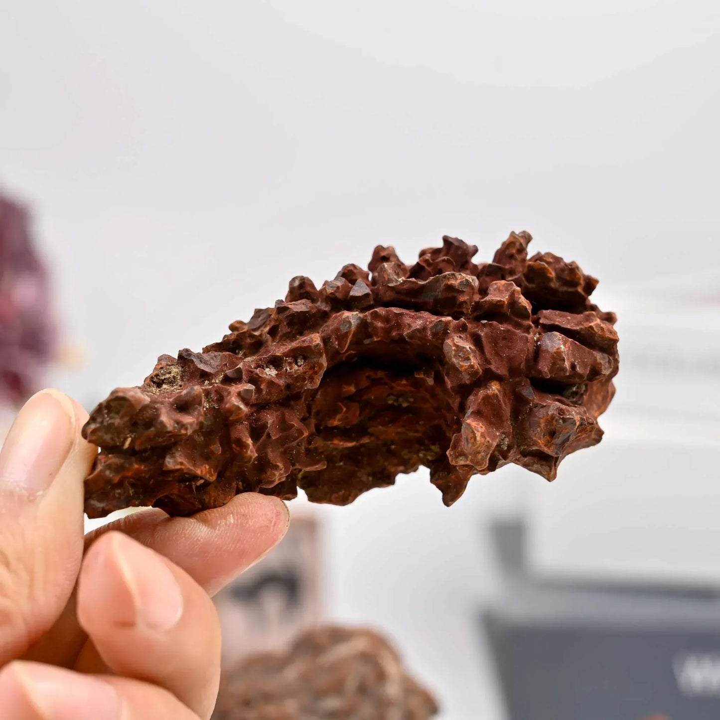 Dinosaur Poop Fossil Raw - CrystalHola