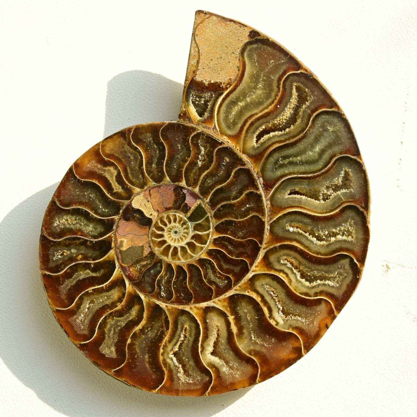 Fossilized Snail Shell Cross-section Slice