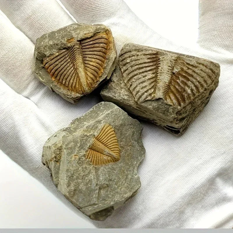 Trilobite Fossil Raw