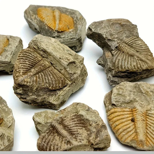 Trilobite Fossil Raw - CrystalHola