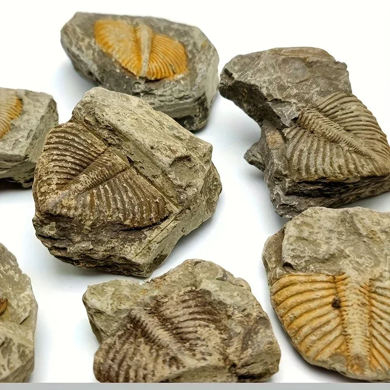 Trilobite Fossil Raw