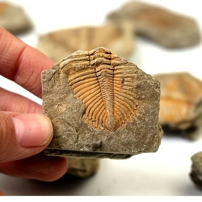 Trilobite Fossil Raw - CrystalHola
