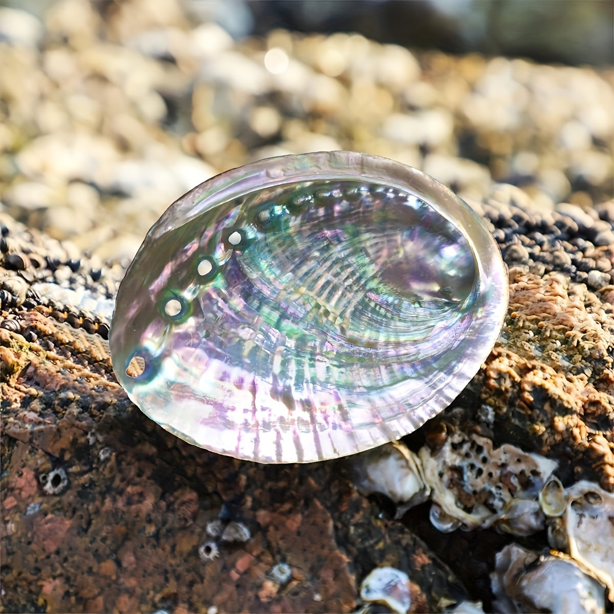 1.97-3.54in Abalone Shell|CrystalHola
