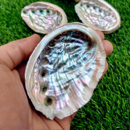 1.97-3.54in Abalone Shell|CrystalHola