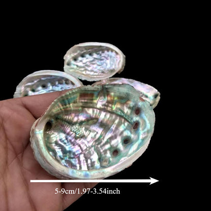 1.97-3.54in Abalone Shell|CrystalHola