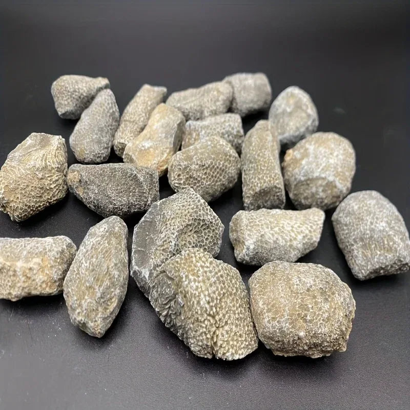 Coral Raw Stone - CrystalHola