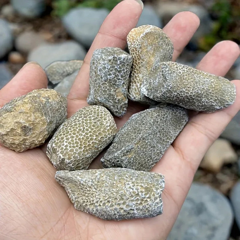 Coral Raw Stone - CrystalHola