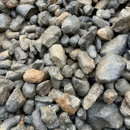 Coral Raw Stone - CrystalHola