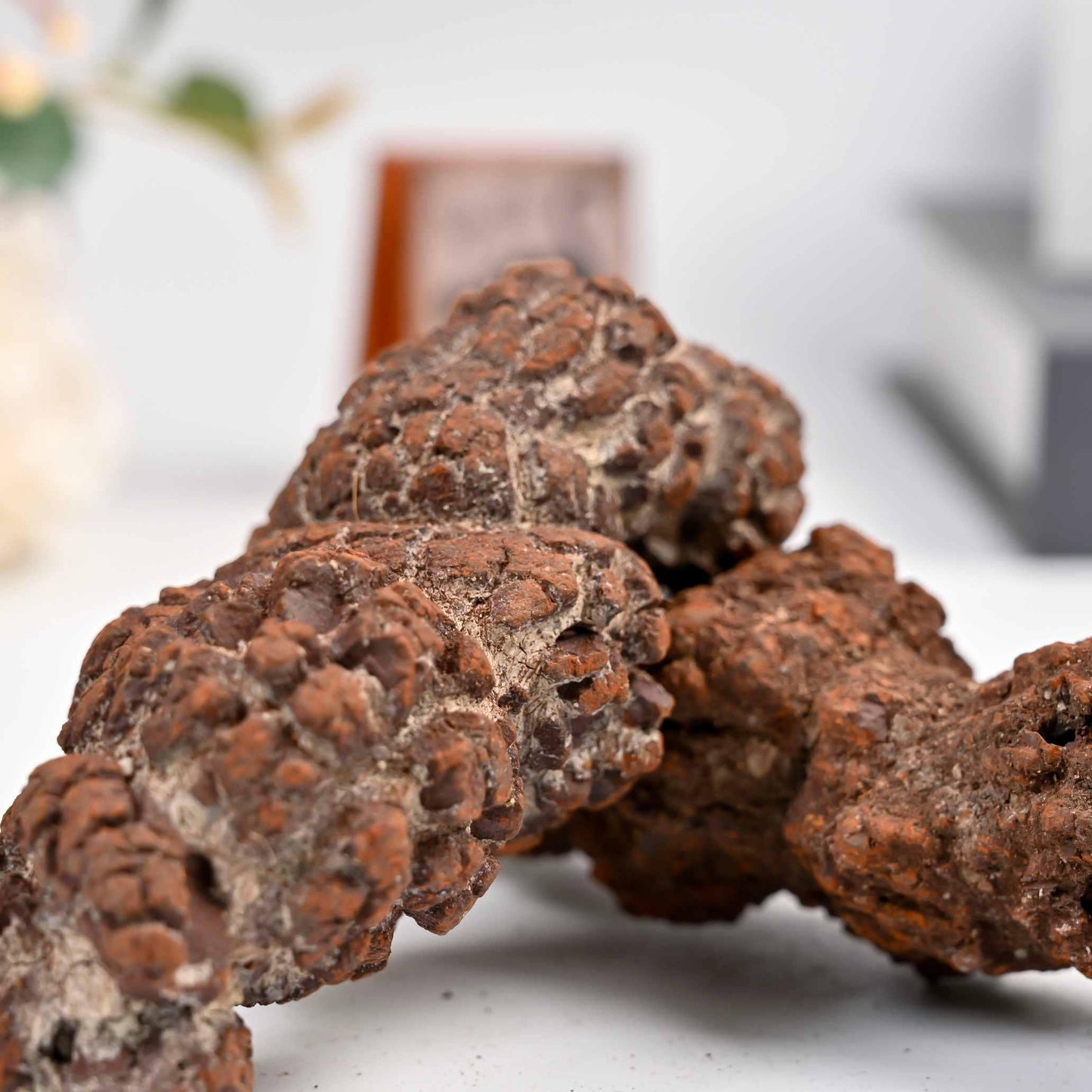 Dinosaur Poop Fossil Raw - CrystalHola