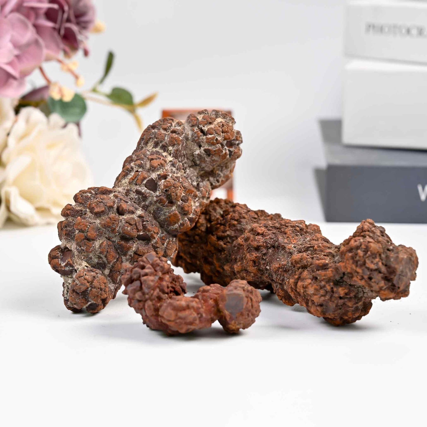 Dinosaur Poop Fossil Raw - CrystalHola
