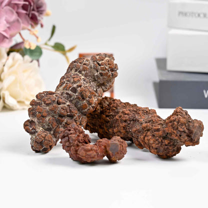 Dinosaur Poop Fossil Raw - CrystalHola