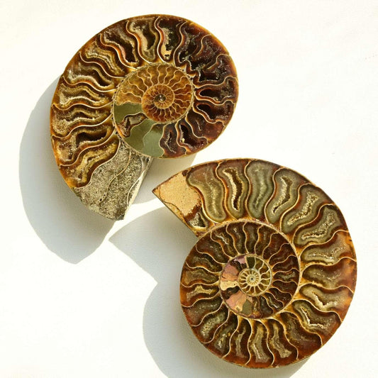 Fossilized Snail Shell Cross-section Slice