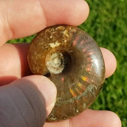 Ammolite Shell Fossil Carving