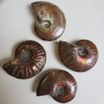 Ammolite Shell Fossil Carving