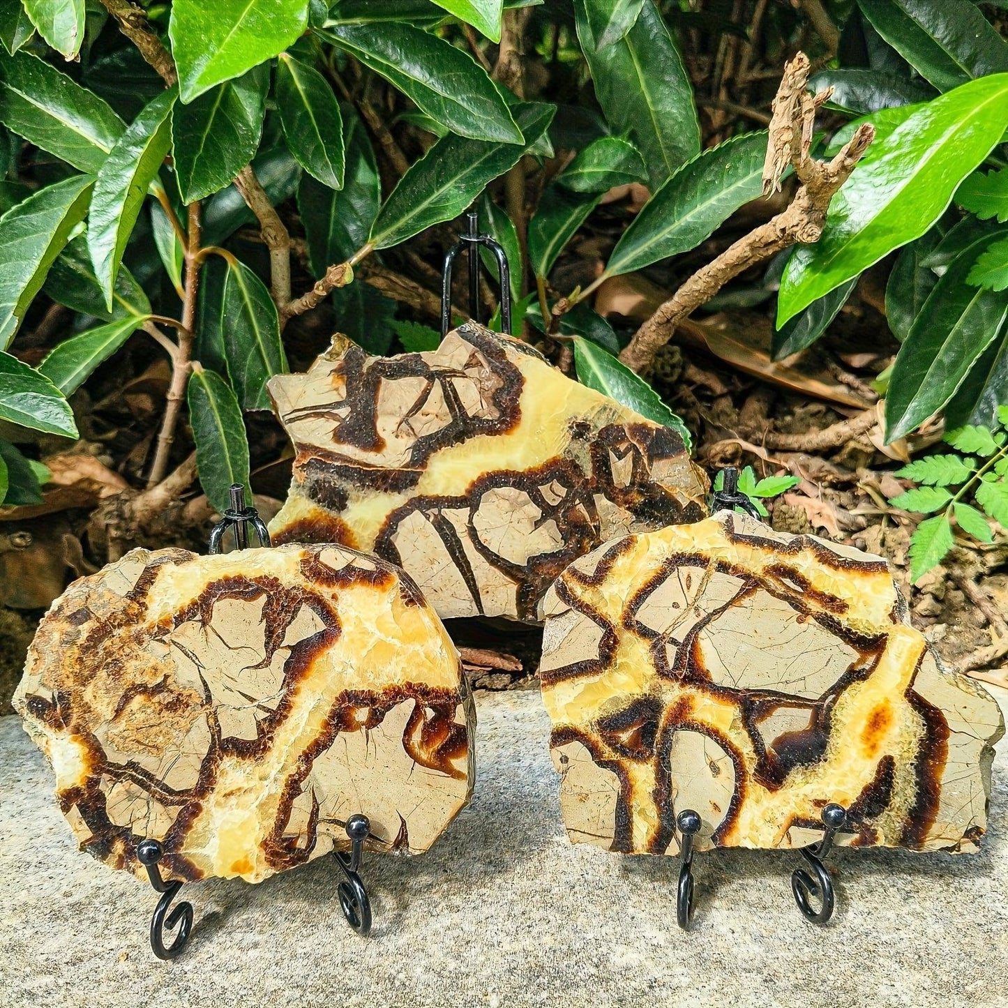 Septarium Slab - CrystalHola