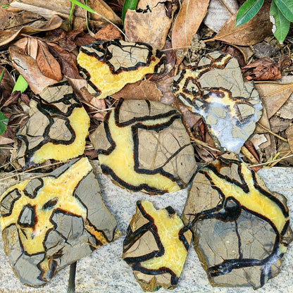 Septarium Slab - CrystalHola