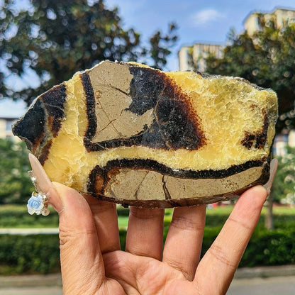 Septarium Slab - CrystalHola