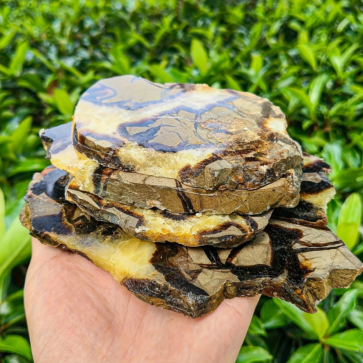 Septarium Slab - CrystalHola