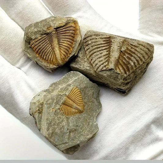 Trilobite Fossil Raw - CrystalHola