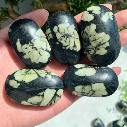 Wholesale Bulk Chrysanthemum Palm Stone |CrystalHola