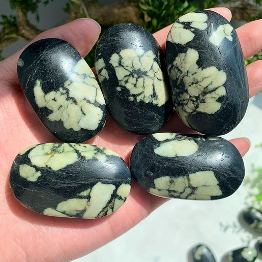 Wholesale Bulk Chrysanthemum Palm Stone |CrystalHola