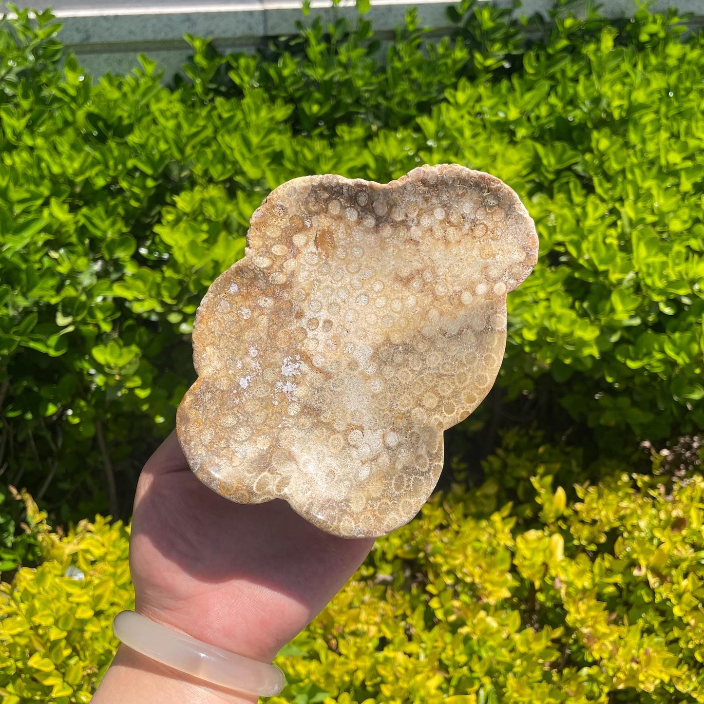 Natural Coral Fossil Bowl quote-only
