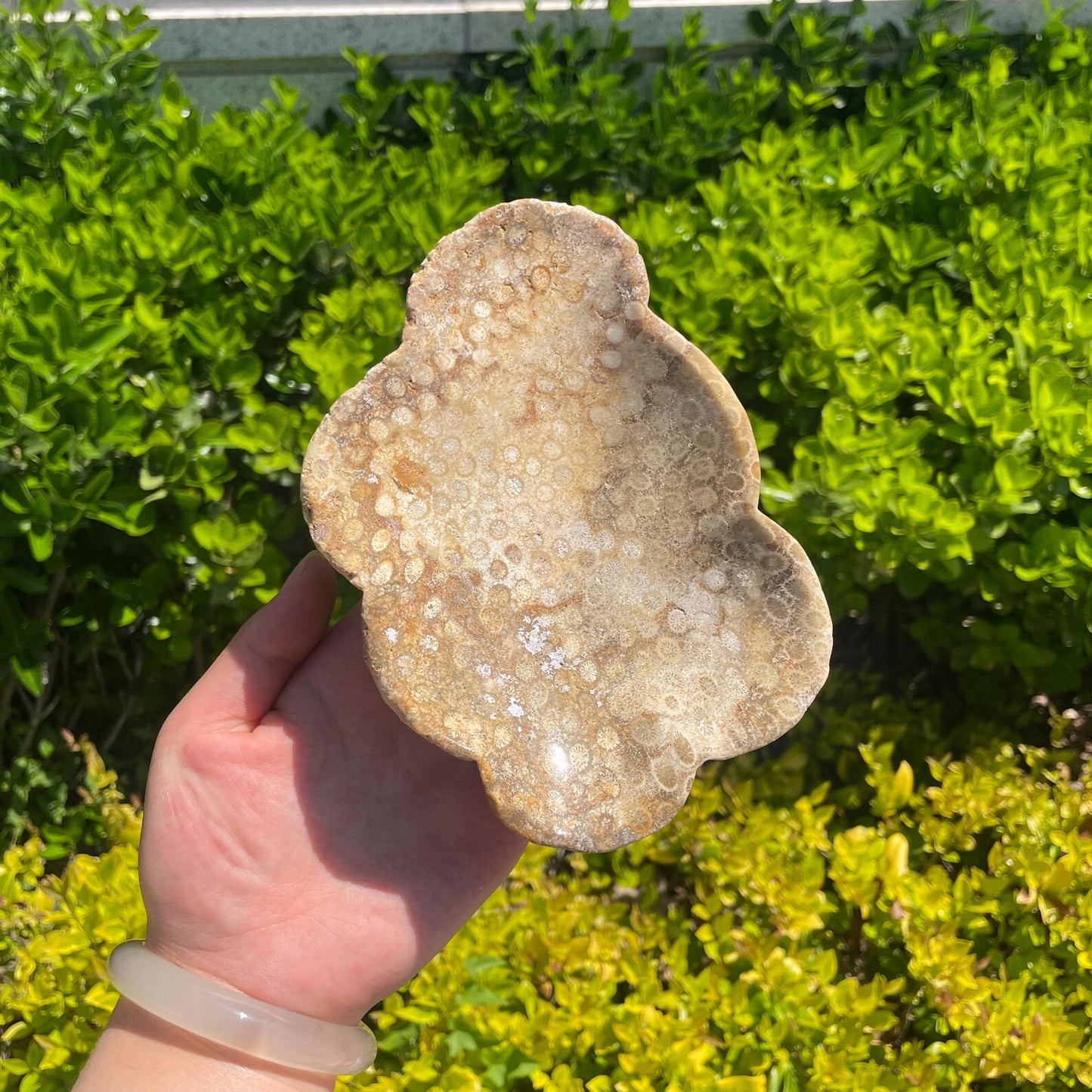 Natural Coral Fossil Bowl quote-only